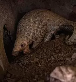 July 24, 2020: Coronavirus: Vietnam bans wildlife trade over pandemic risk