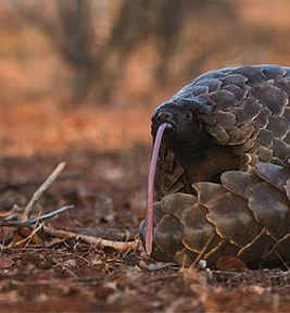 February 24, 2021: &lsquo;Stop the Illegal Wildlife Trade: How pangolins became the ultimate luxury good.