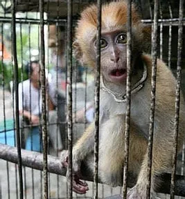 April 20, 2021.Food market ban by WHO overlooks risk from chickens and fish, warn activists.