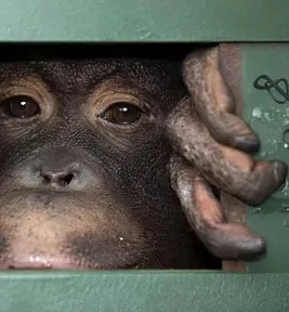 May 28, 2021.Thailand aims at pandemic risks by fighting wildlife trade