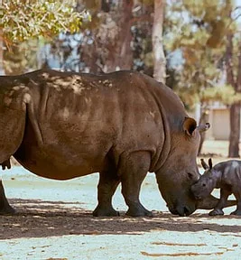 June 11, 2021. G7 nations talk a good game on fighting the illegal wildlife trade, but still aren&rsquo;t getting serious.
