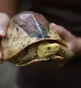 July 24, 2020: Vietnam bans wildlife imports, markets amid new health fears