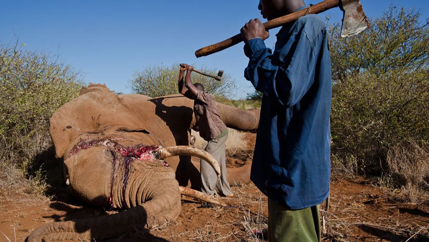 Help us Stop Elephant Poaching in Africa!