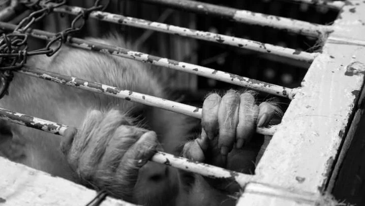 Wildlife Trade