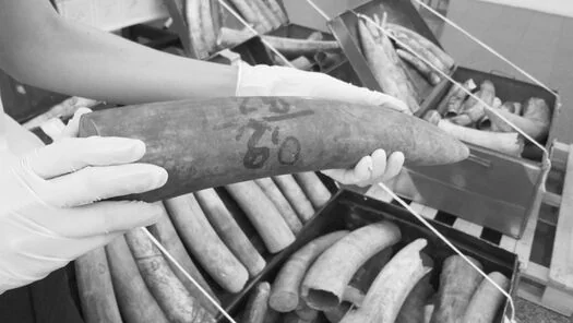 Stop Wildlife Trafficking