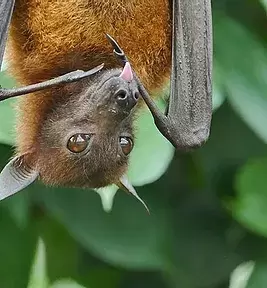 August 19, 2020: Before it spawns the next pandemic, should Thailand stamp out the wildlife trade?​