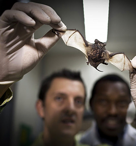 Bat cave run by monks shows it's hard to banish virus risk
