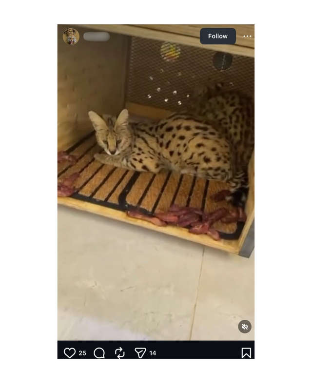 Cat Sale on Instagram