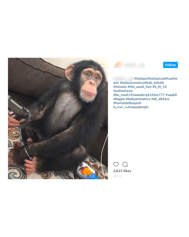 Chimpanzee Sale