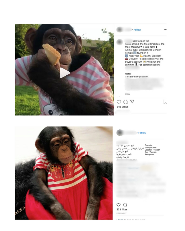 Chimpanzees for Sale