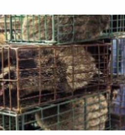 Chinese officials crack down on wildlife market