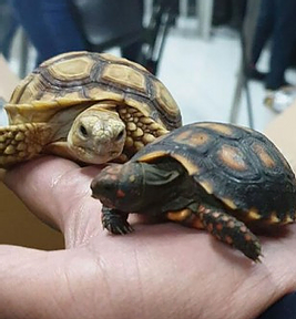 Wildlife trafficking poses high risk