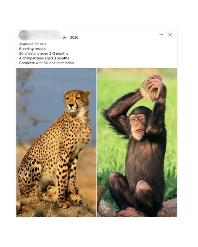 Animals for Sale