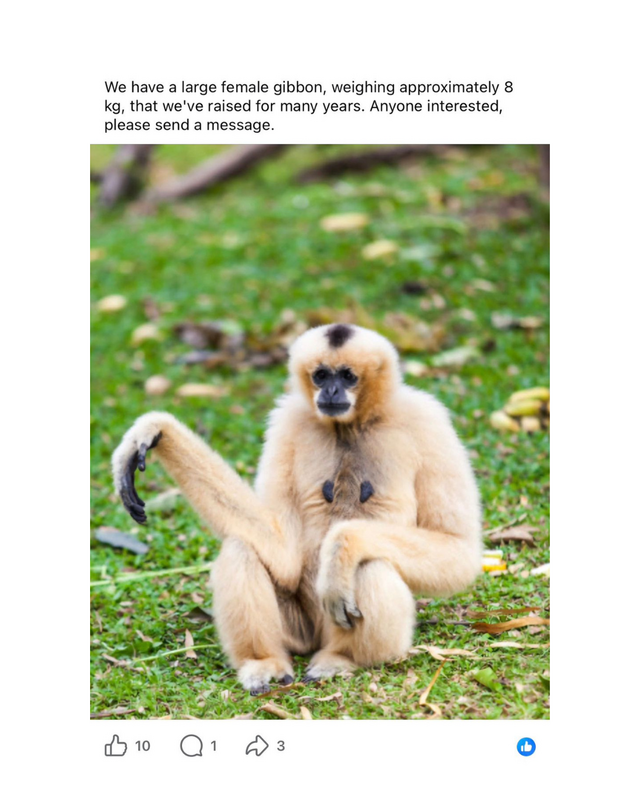Gibbon for Sale