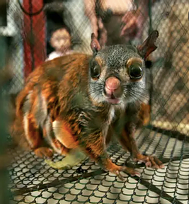 Appeal to China to ban wildlife trade permanently