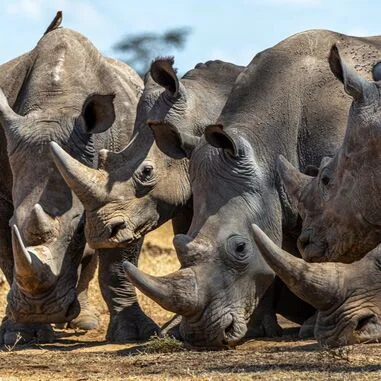 August 6, 2021 - Wildlife Trafficking to Come under Fire at IUCN Congress.​