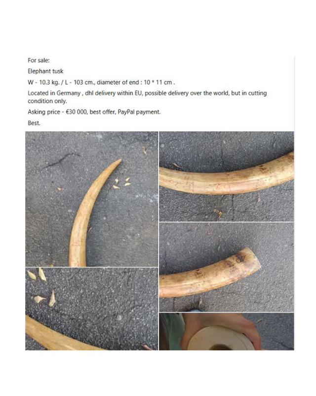 Ivory in Germany