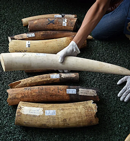 February 10, 2021:Stop the Illegal Wildlife Trade: How smugglers are being caught by their own mobile phone data.