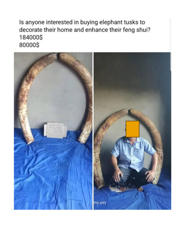 Ivory Sale