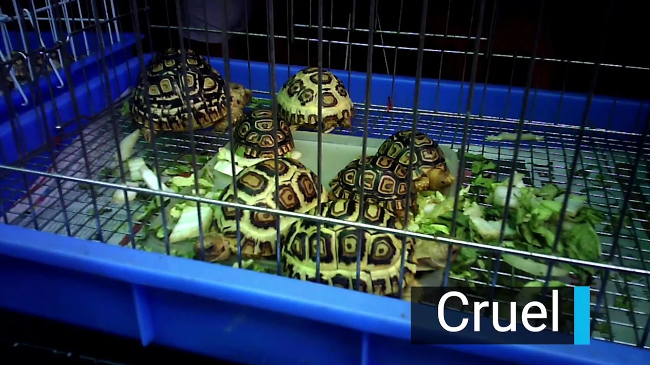 Close Wildlife Markets Now