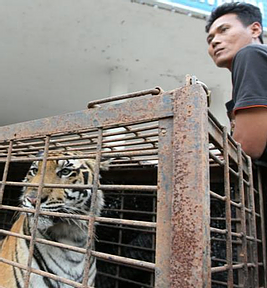 Myanmar conduit for wildlife trade