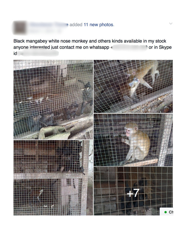 Monkey Sale