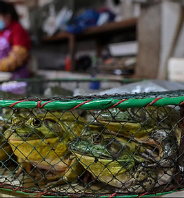 February 2, 2021: Stop the Illegal Wildlife Trade: How loopholes in China&rsquo;s animal protection law risk new virus outbreaks.​