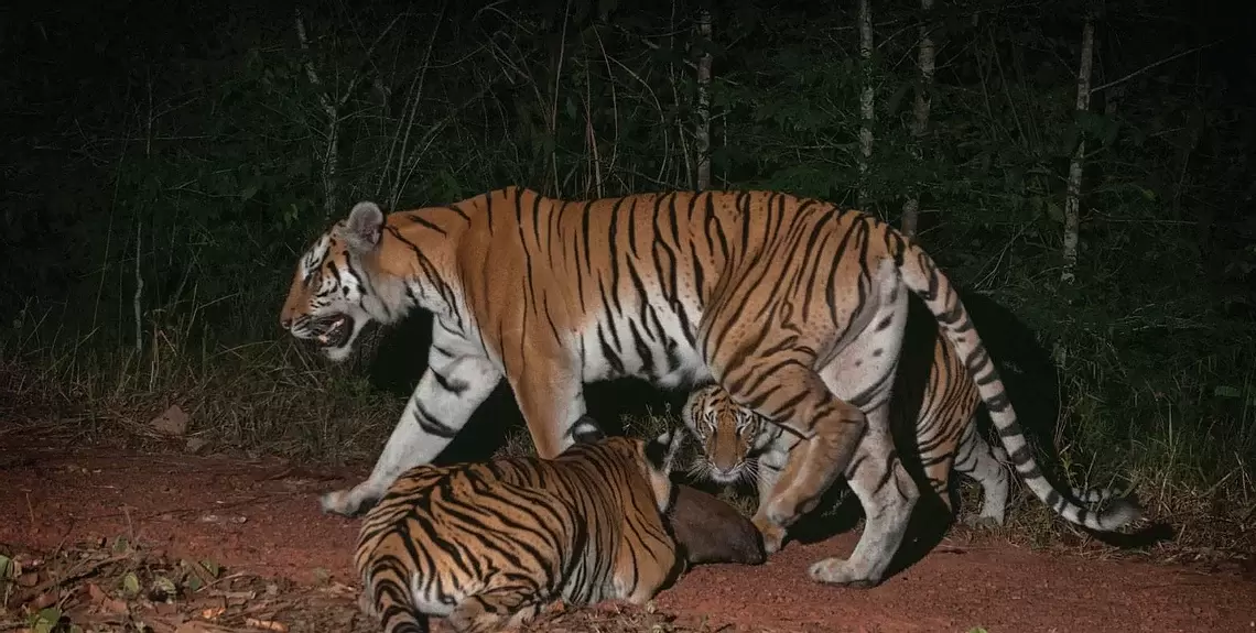 Highly Endangered Tigers