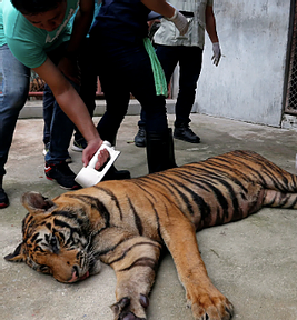 Coronavirus an unlikely gift in Thailand's fight to save wildlife