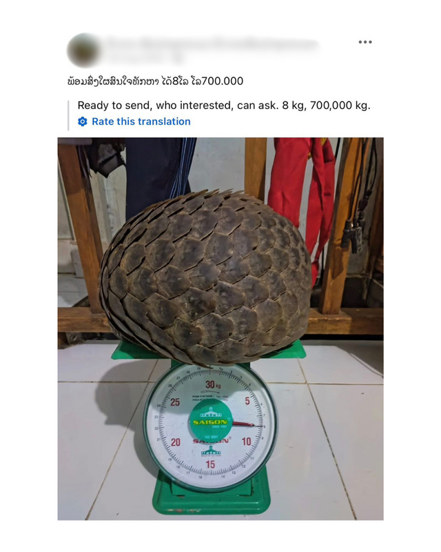 Pangolin Scales