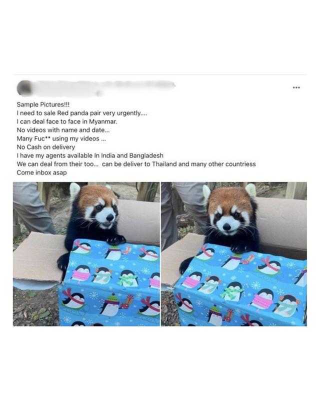 Red Panda Sale