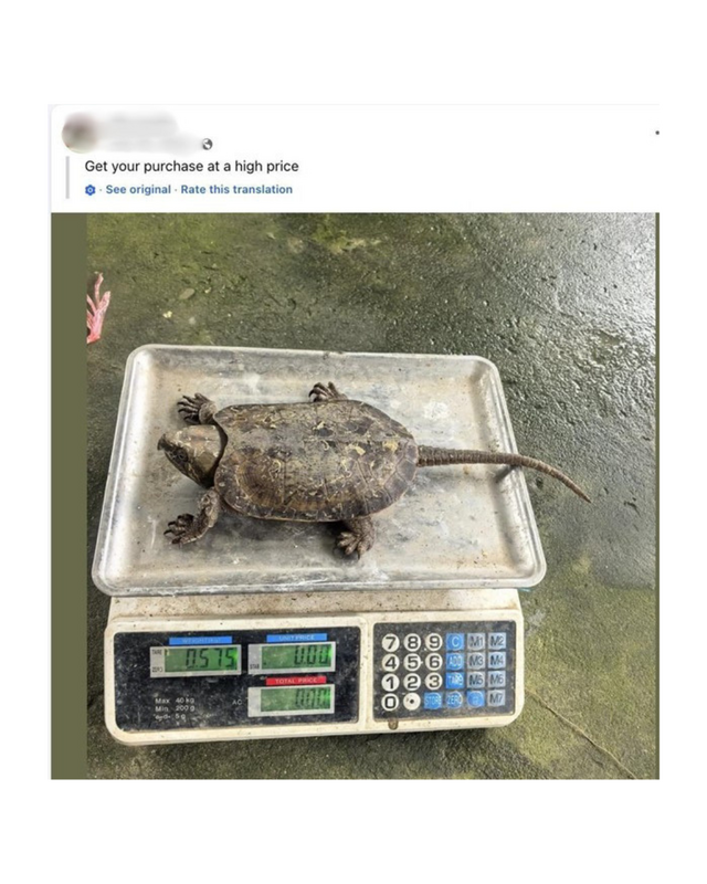 Reptile Sale