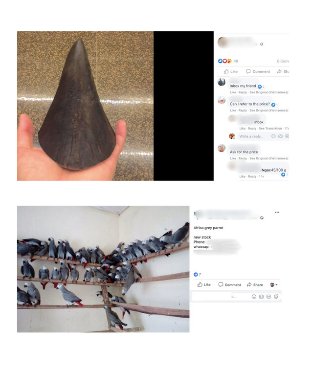 Rhino Horn and Parrots