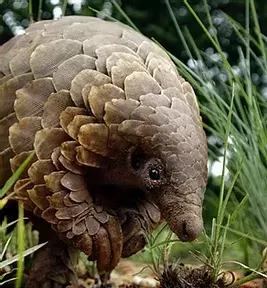 December 01, 2020: Pangolin smuggling: The next coronavirus time bomb?