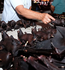 March 27, 2020: Coronavirus fury as wet markets across Asia STILL selling wildlife to eat despite &lsquo;sparking deadly pandemic&rsquo;