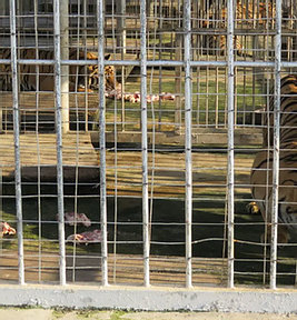 February 17, 2021: &lsquo;A monster we left in the corner&rsquo;: The endurance of Asia&rsquo;s tiger trade and the new &lsquo;Tiger Queens&rsquo;