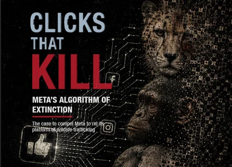 Clicks That Kill: Meta's Algorithm of Extinction report screenshot