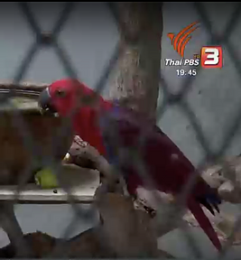 Freeland calls for Bangkok animal market to close