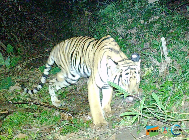 3-legged tiger