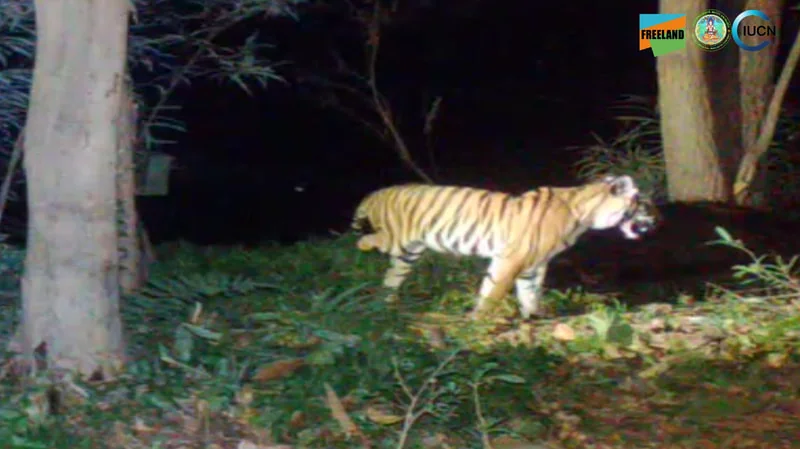 3-legged tiger