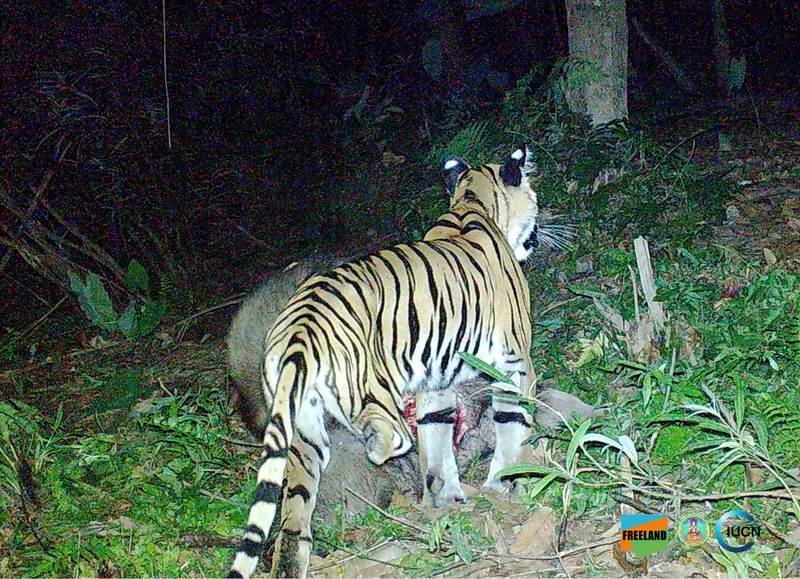 3-legged tiger