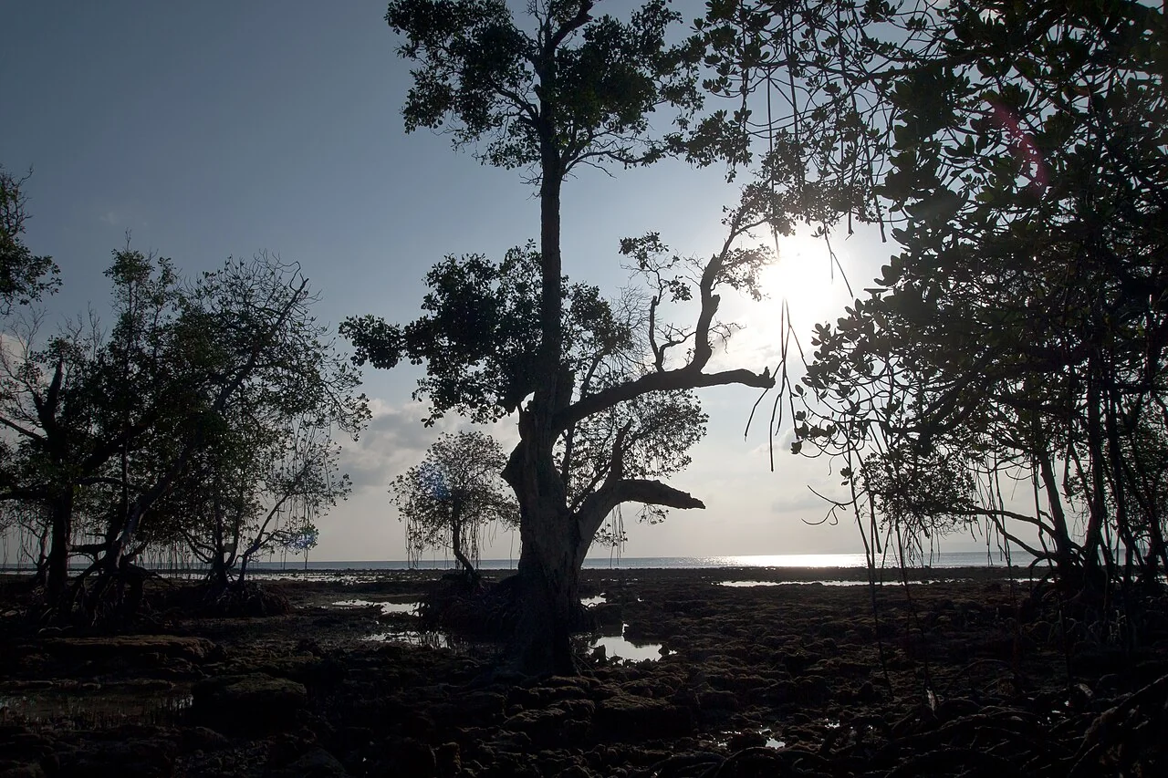 Sunrise shore and limestone cliffs at Sitapur Beach on Neil Island