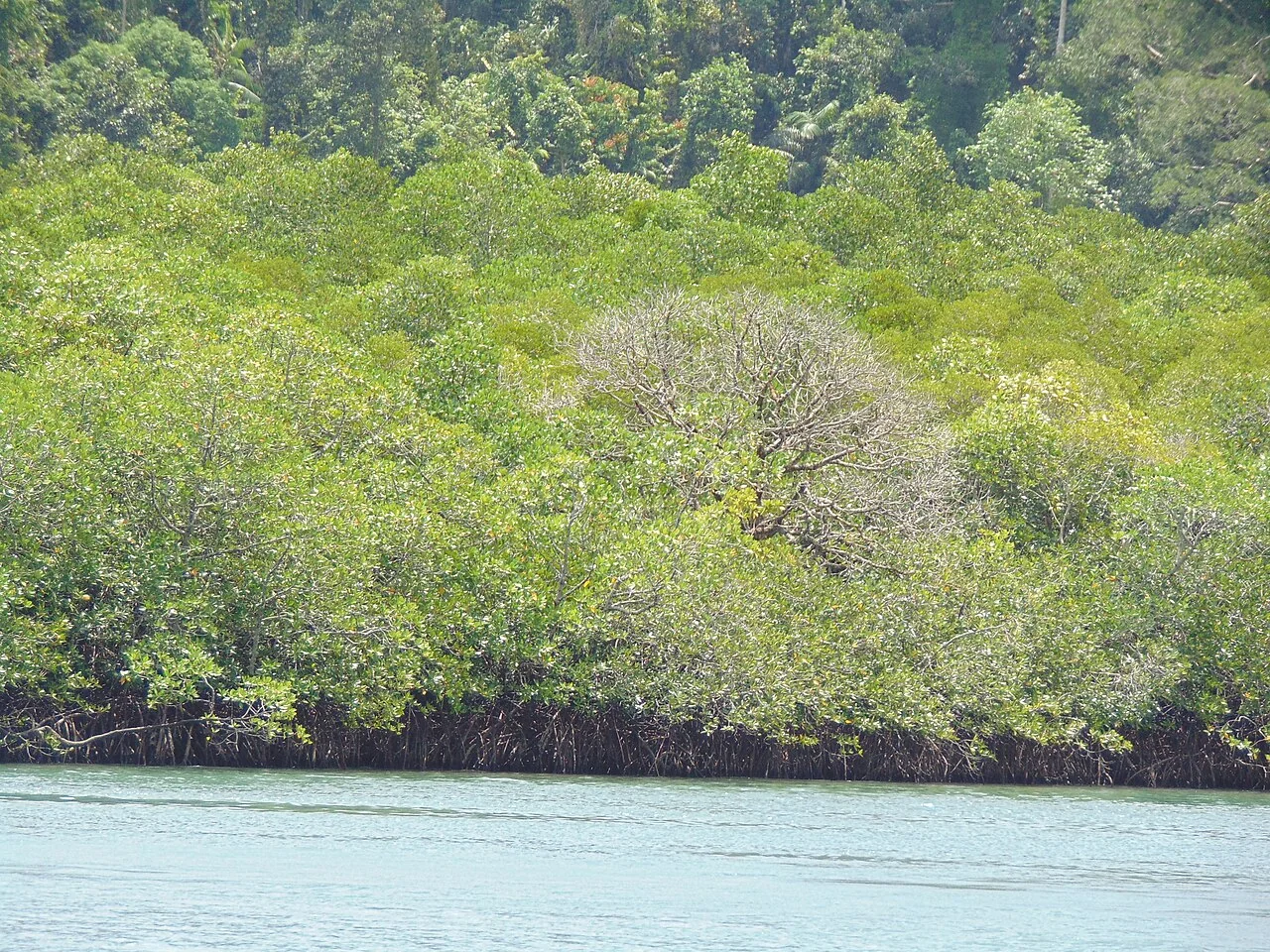 Dense mangrove creek waterways leading to limestone caves on Baratang Island