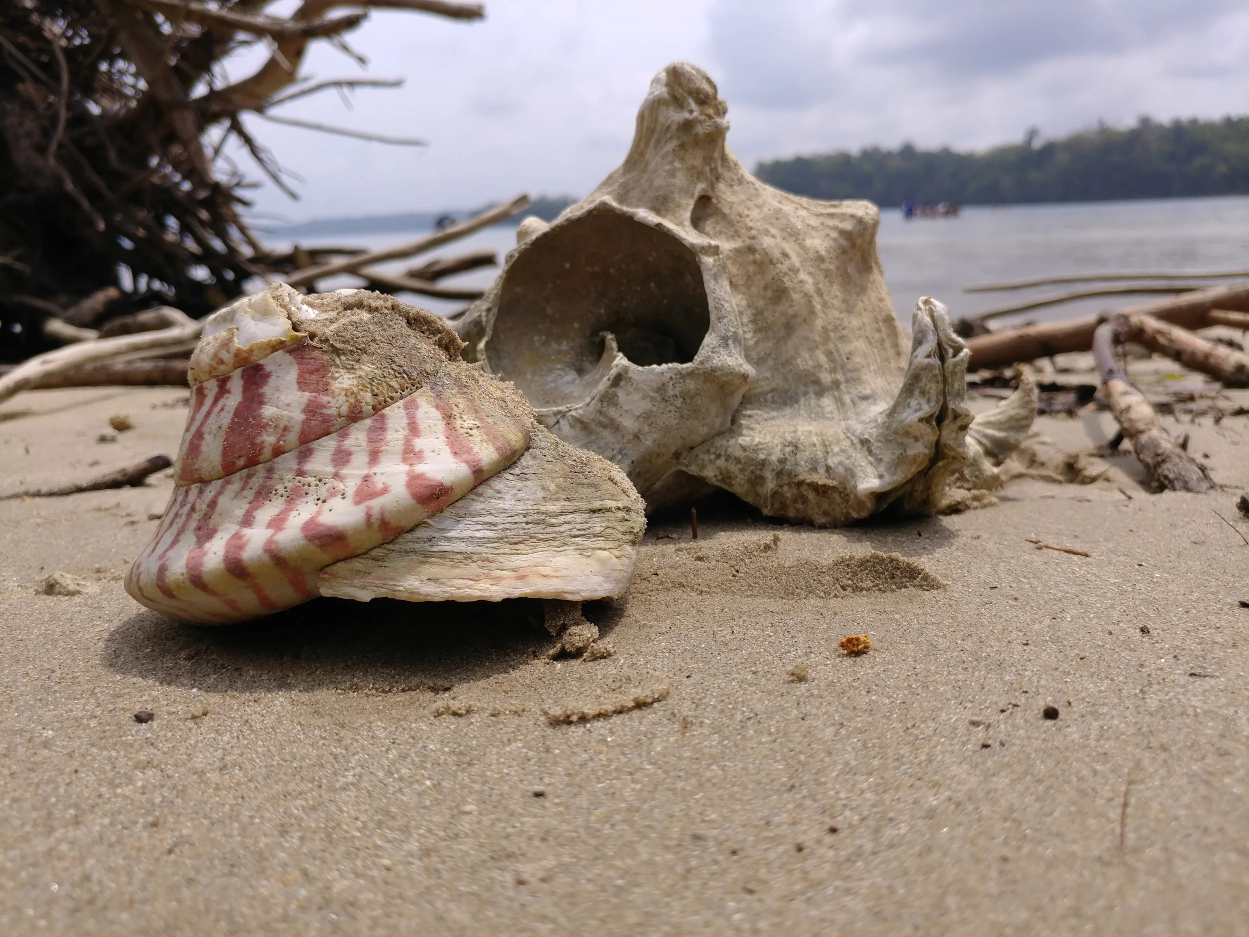 Shallow turquoise water and forested shoreline at Red Skin Island in the Andamans
