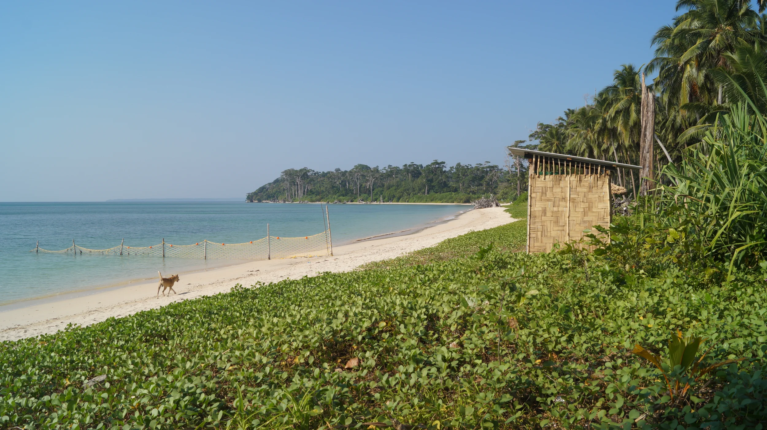 Driftwood and shallow water on the long shore at Wandoor Beach in the Andamans